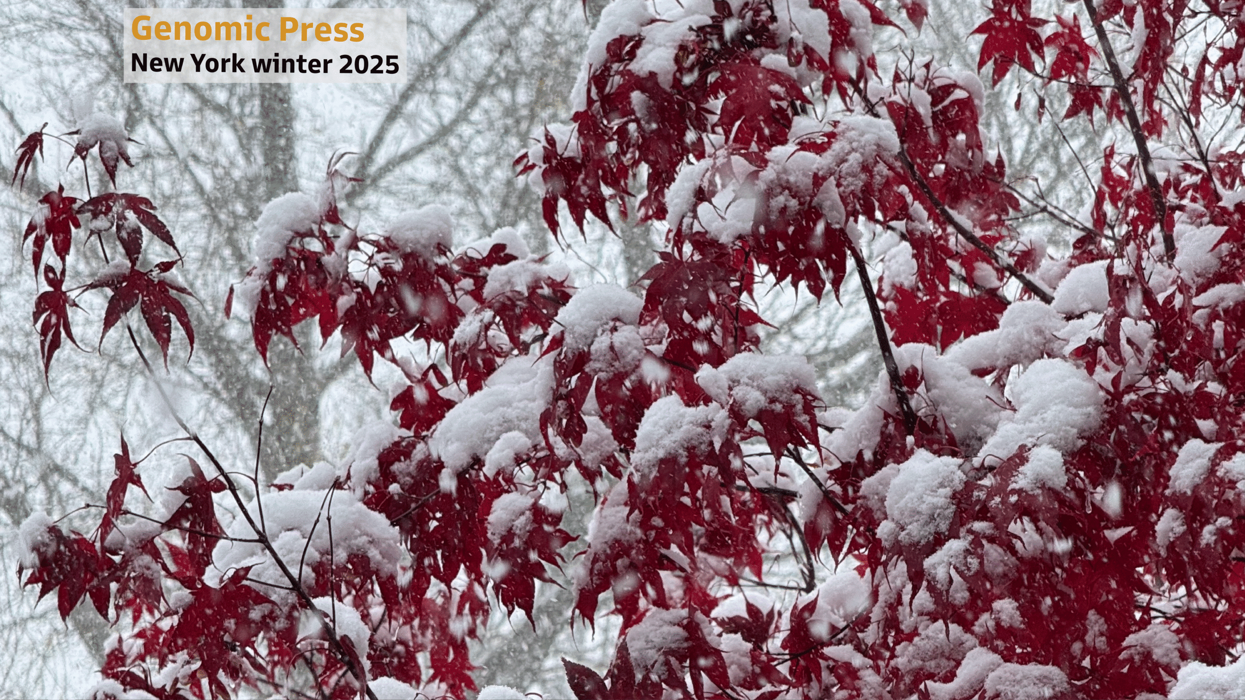 Genomic Press NY Winter 2025b raw